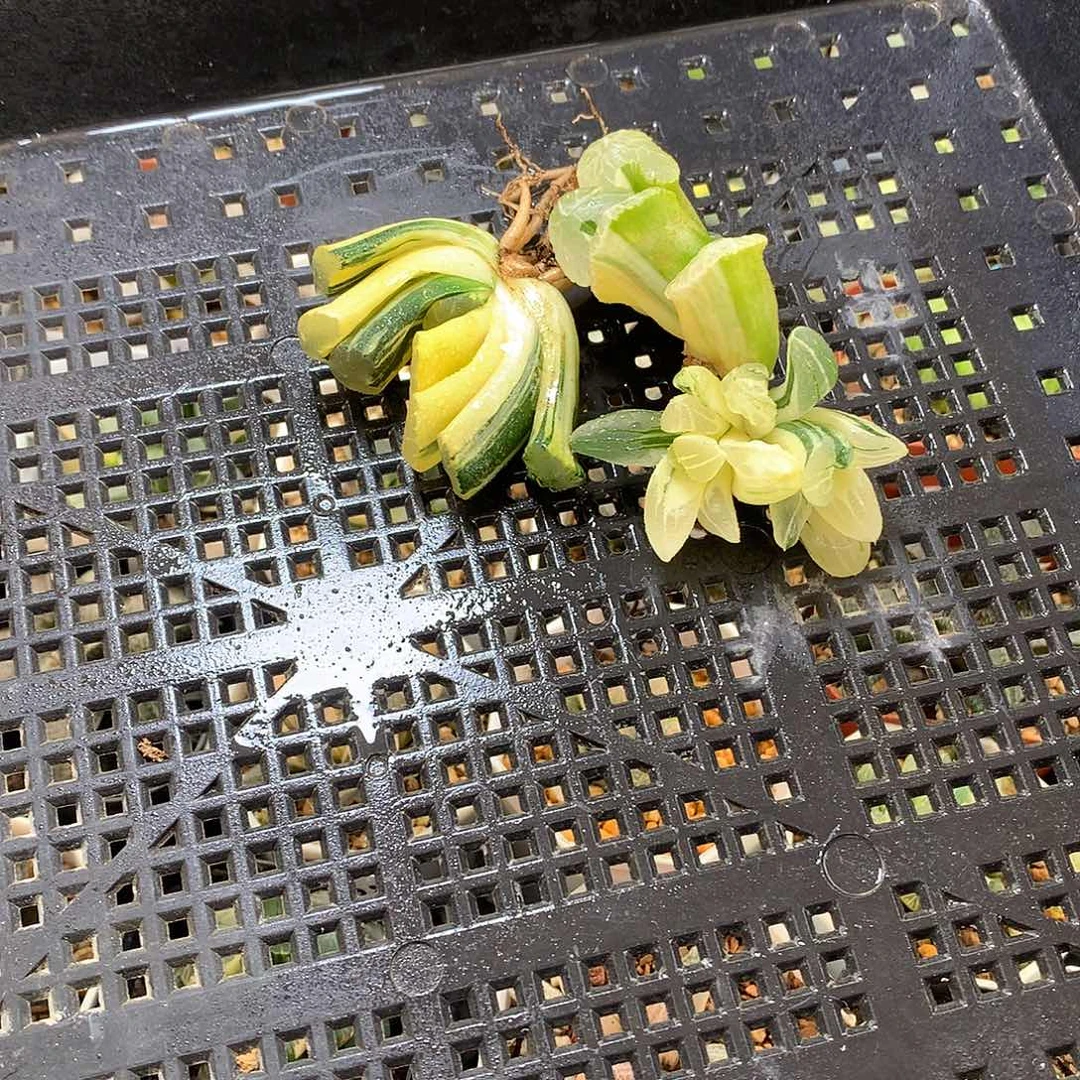 火山玉扇锦大海原玉扇锦冰城寿锦特价