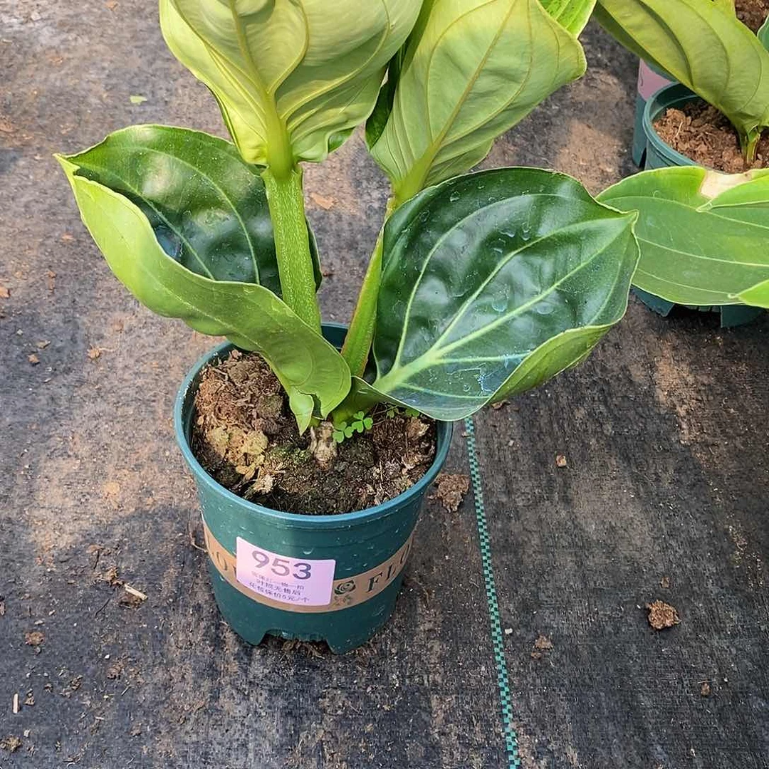 幸****米木本花卉953