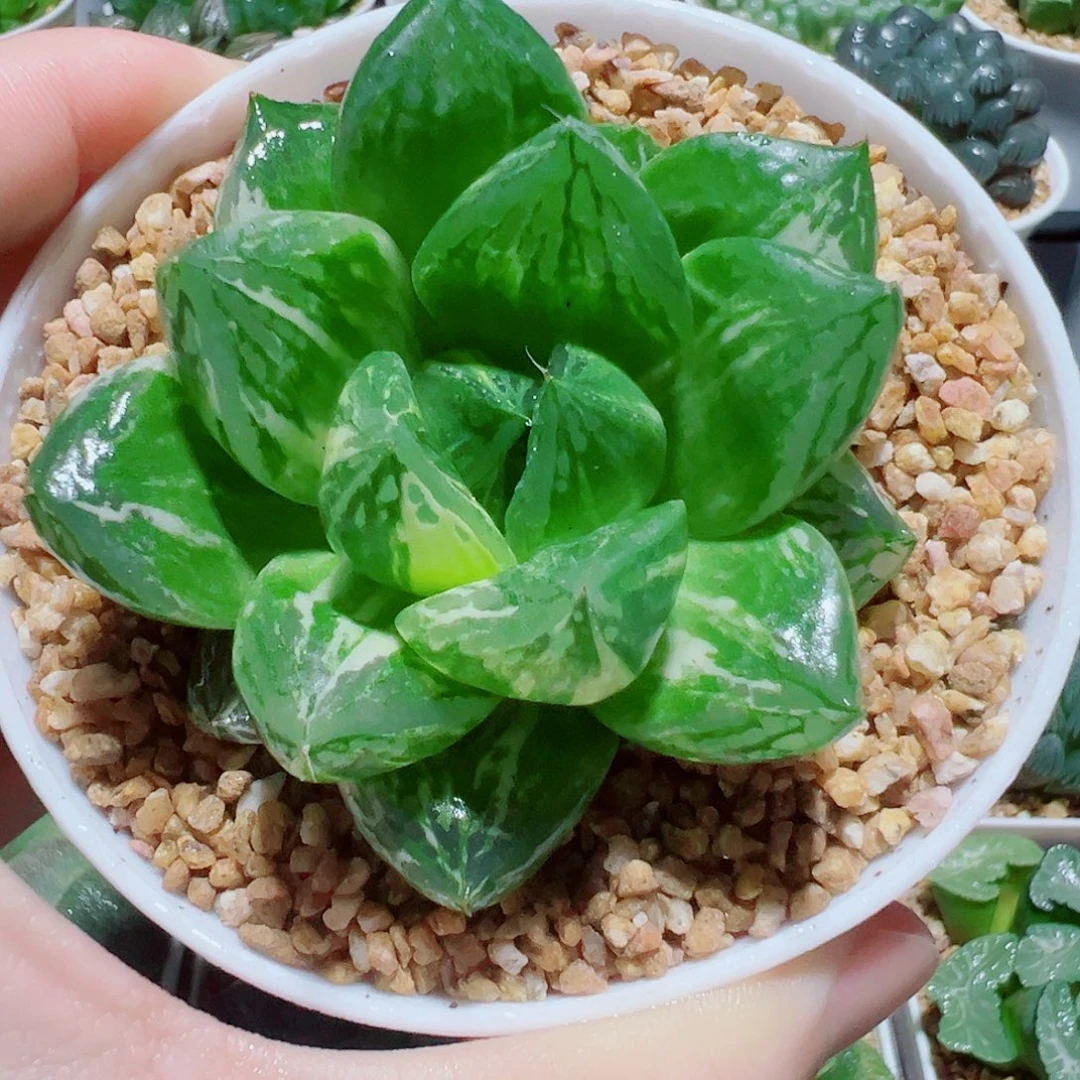 宝草玉露锦，9.9，666福利