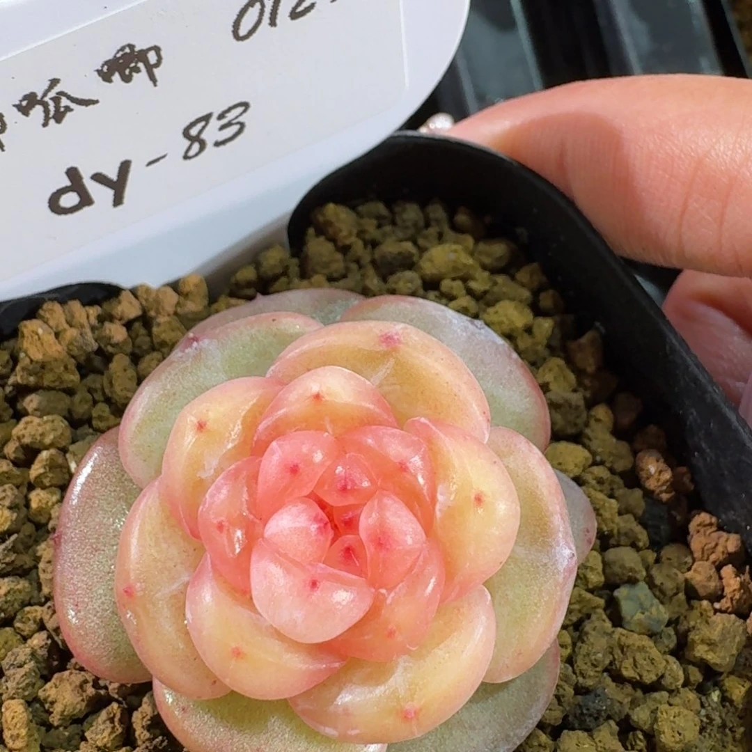 0129-83-大胖橘单头