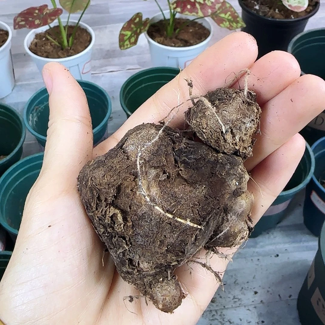 完全开放         米菲1
