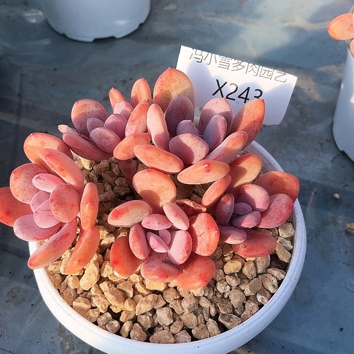 我是第一百个为妖刀应援