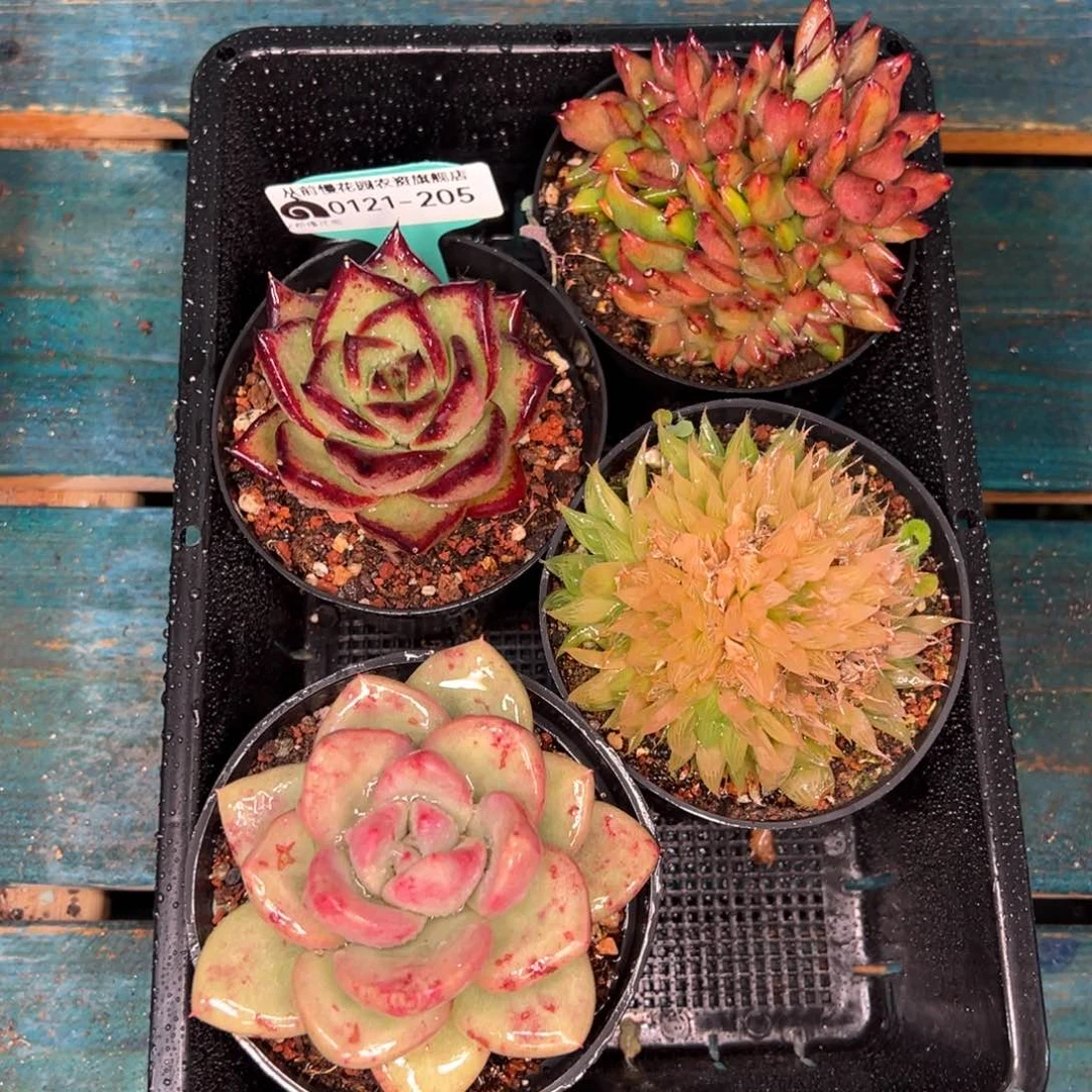 从前慢多肉精选编号0121.205