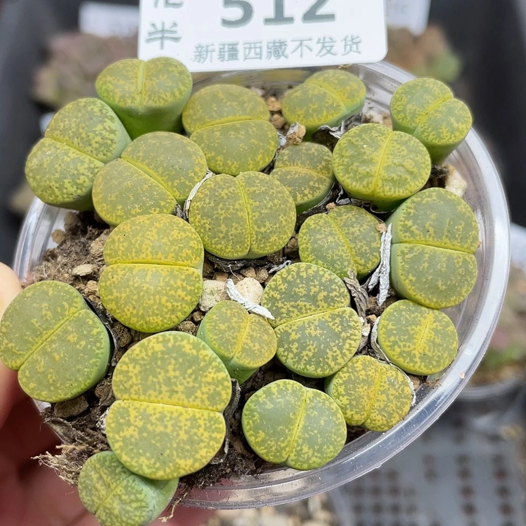 512000000花花花花花花花