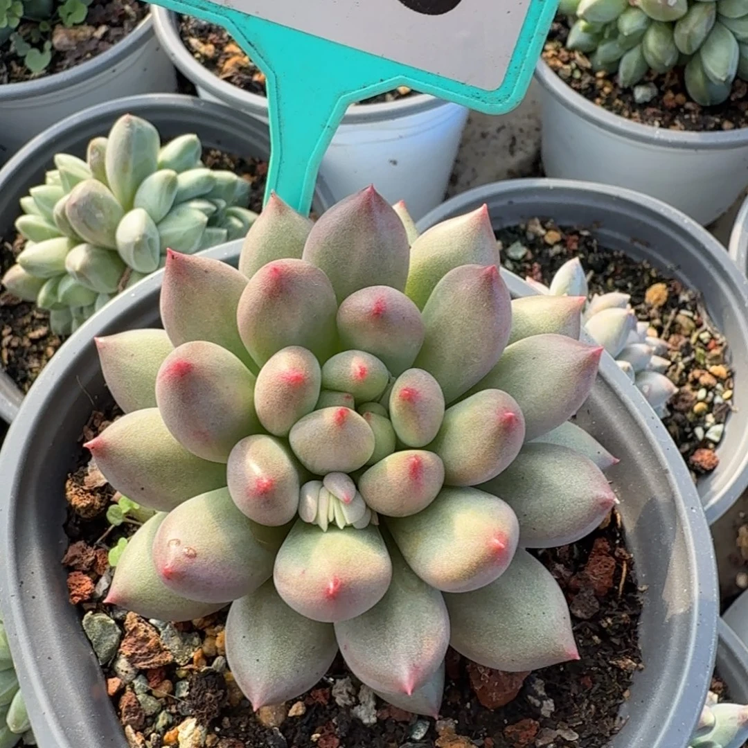 岩子多肉植物408.