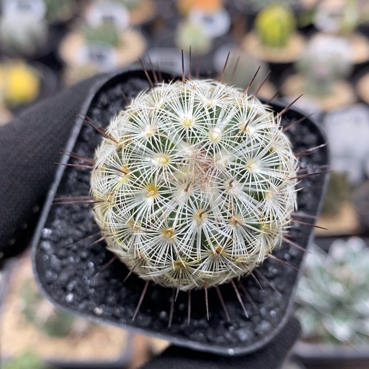 单头朝雾91号3.5cm