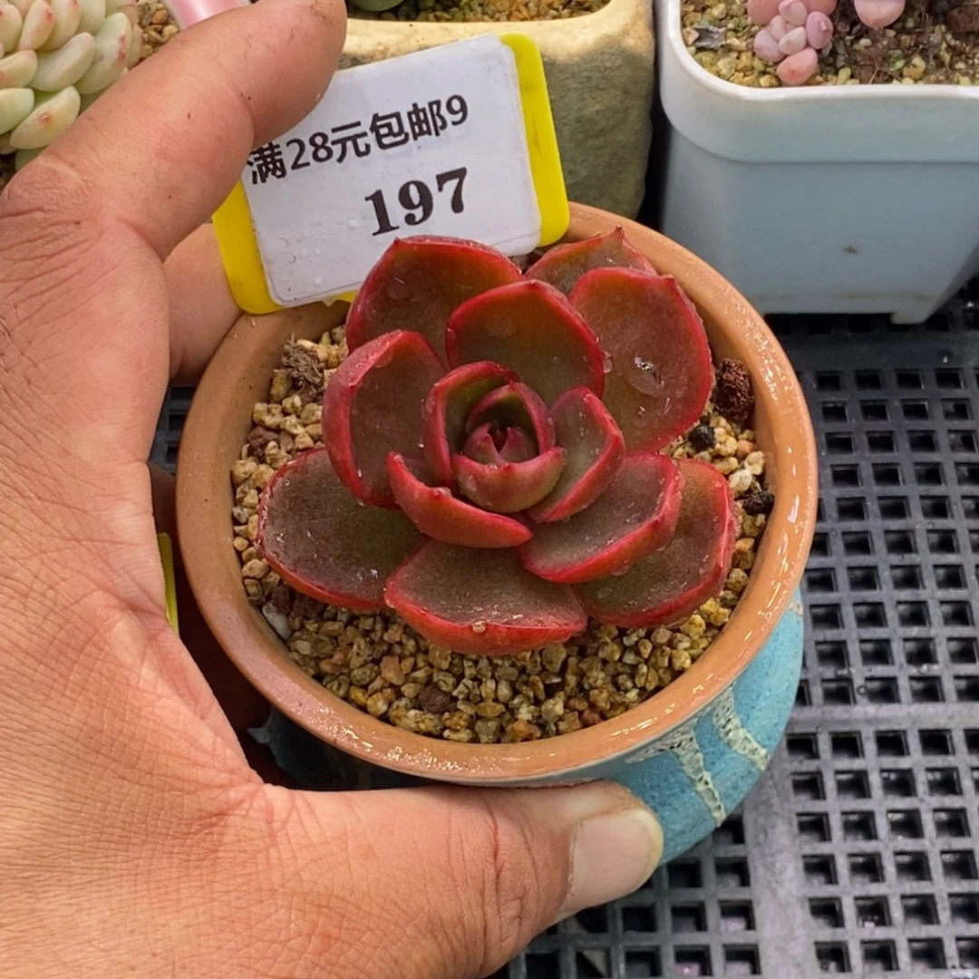 9197红灯多肉植物……