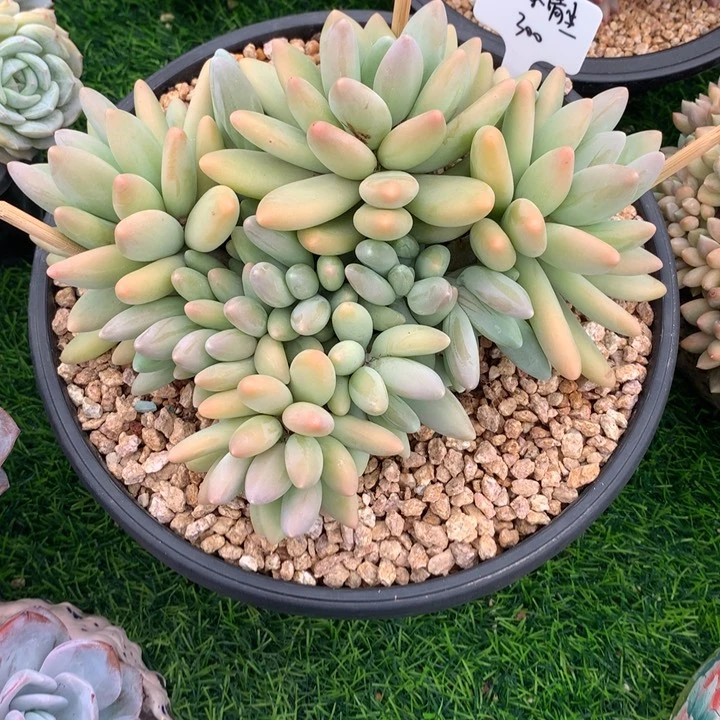 白兰地大群好看很肥寄养