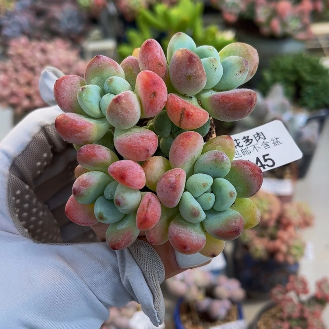 545-樱花罗琦多肉6cm
