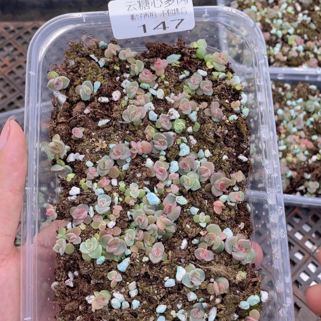 云糖心多肉植物147
