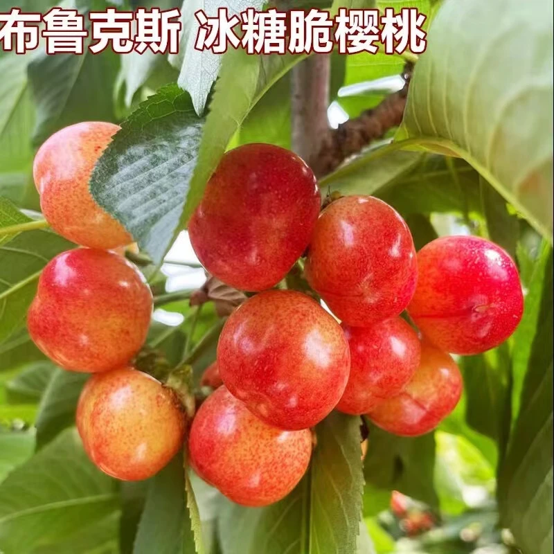 烟台大樱桃布鲁克斯纯脆甜爽口口感超棒