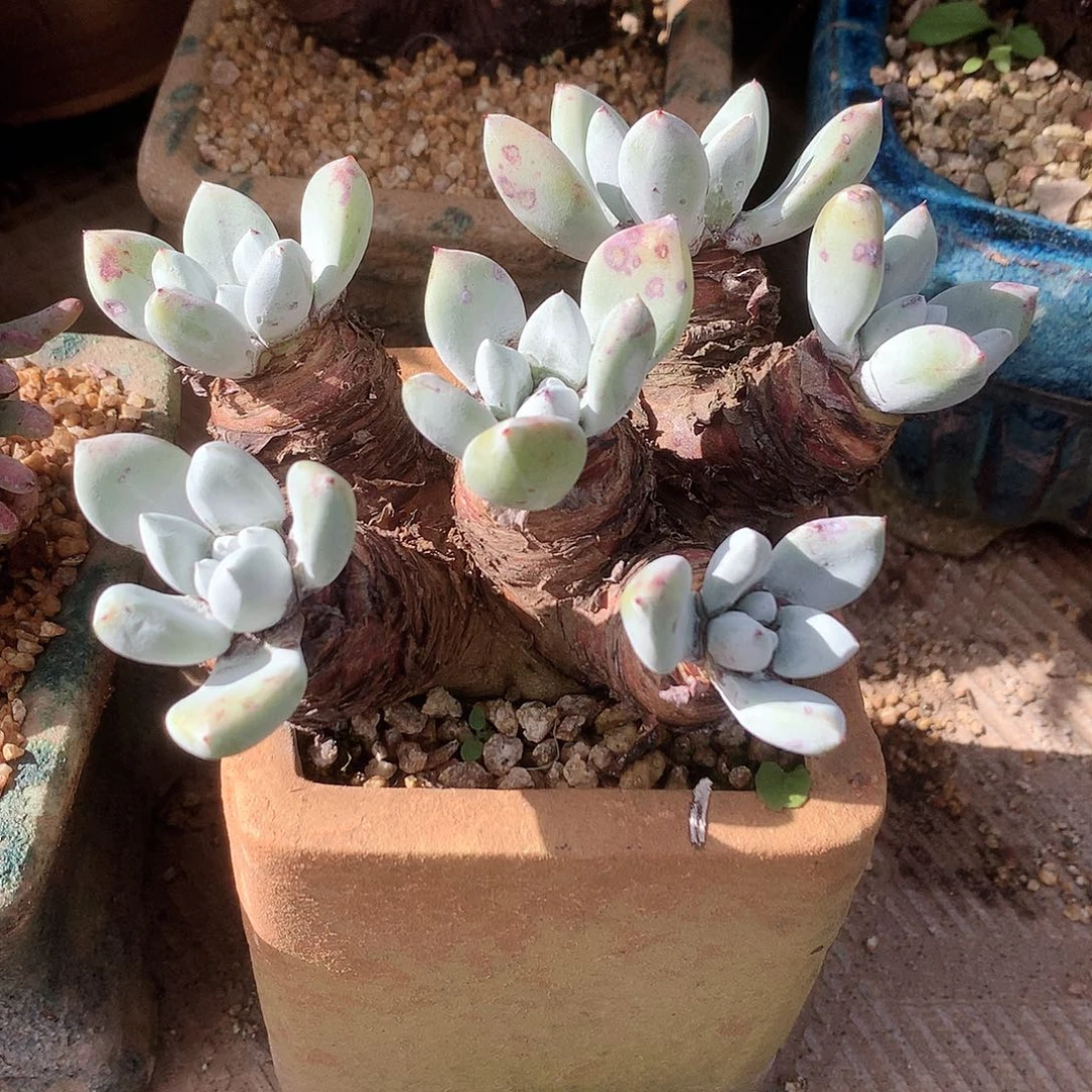 9753流丹拇指仙女杯多肉