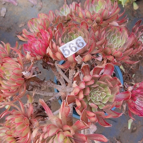 ****️多肉植物一个紫霞