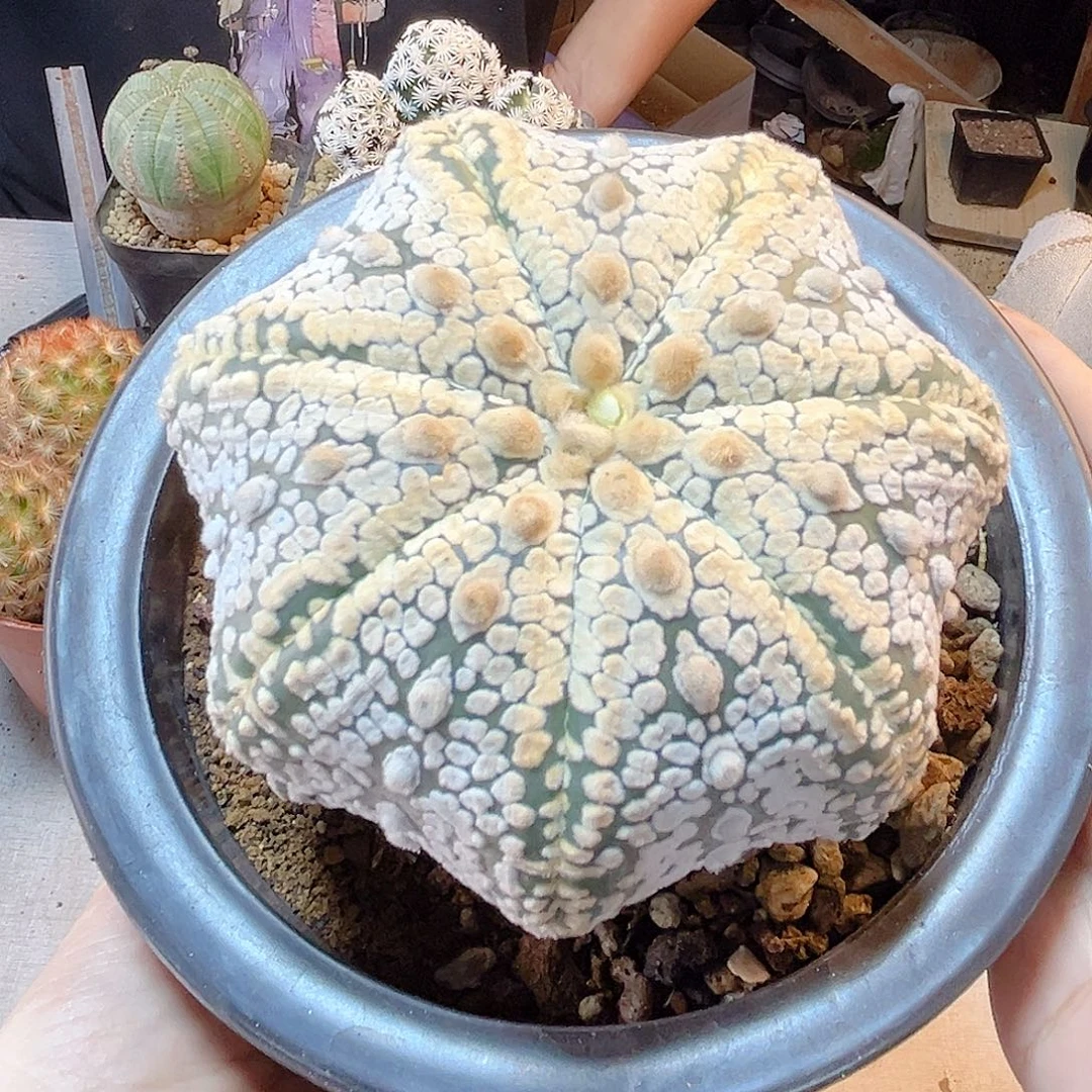 晚7号海星指纹超兜10公分
