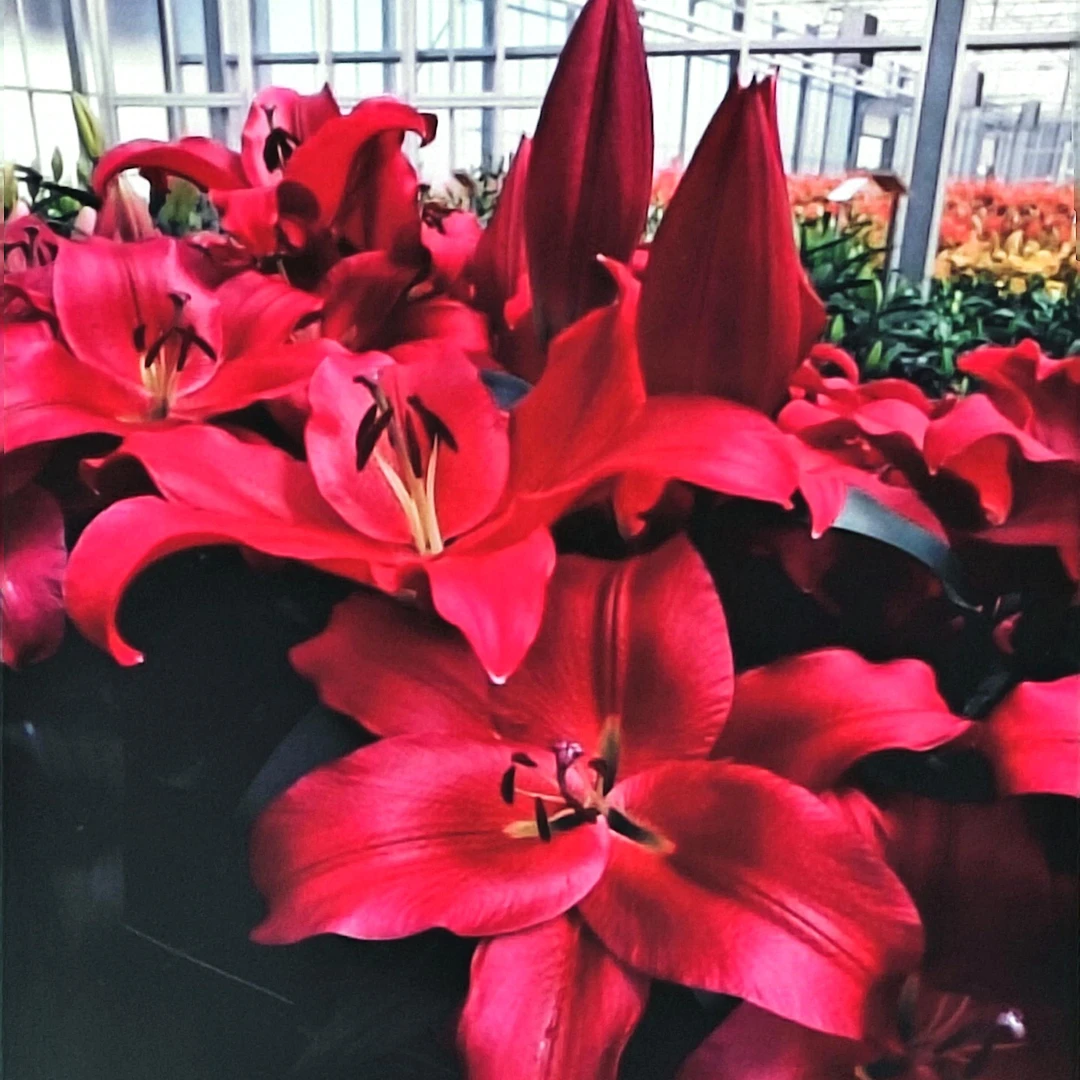 【中国红】18/20 OT系列浓香型进口百合种球多年生地栽盆栽