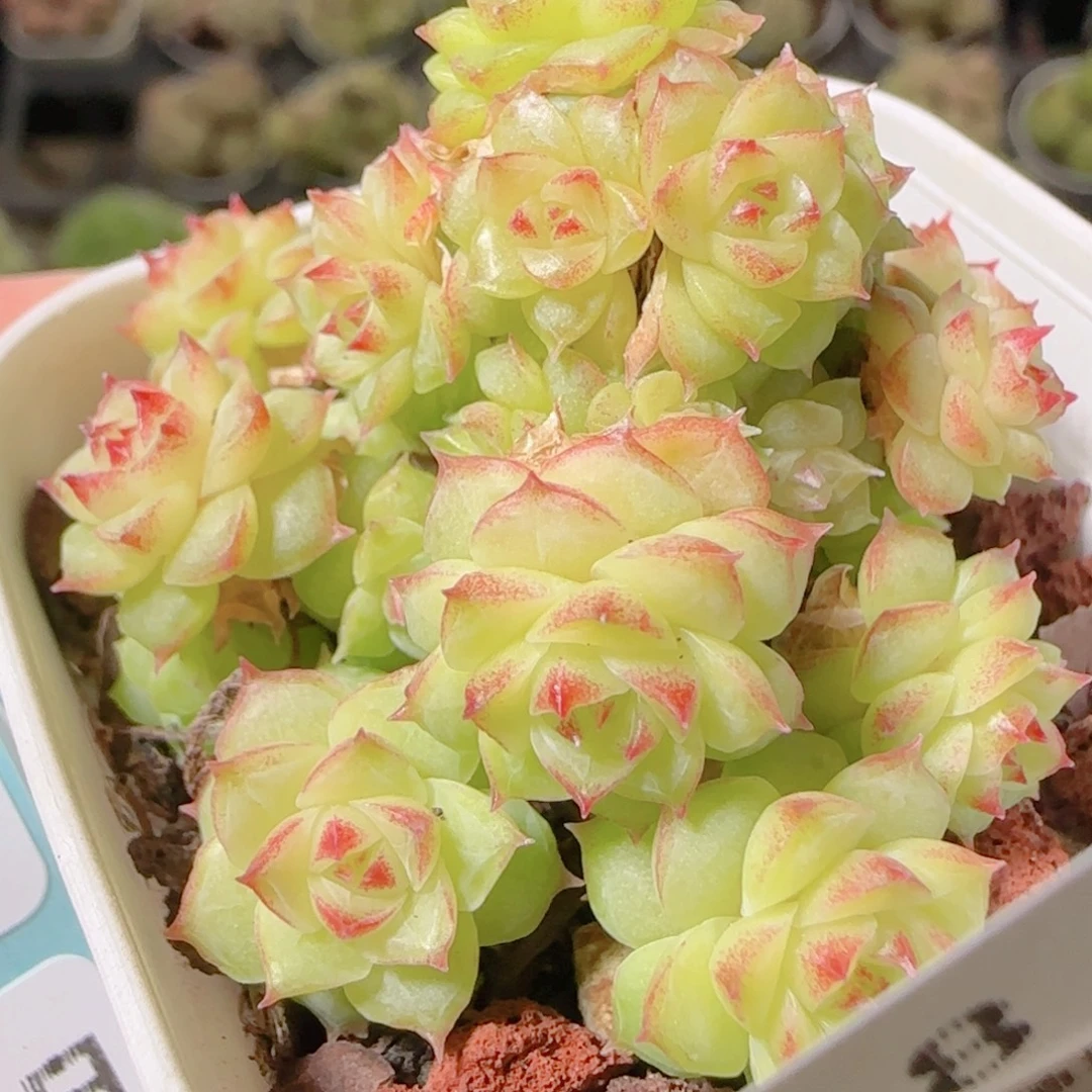 花语逸镜1103-198整