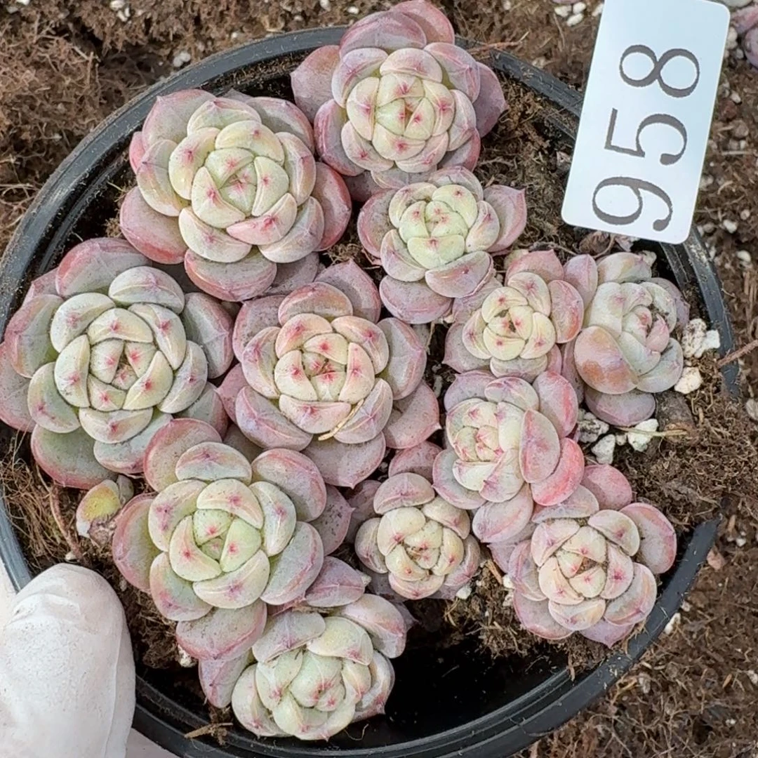 多肉植物多肉植物958