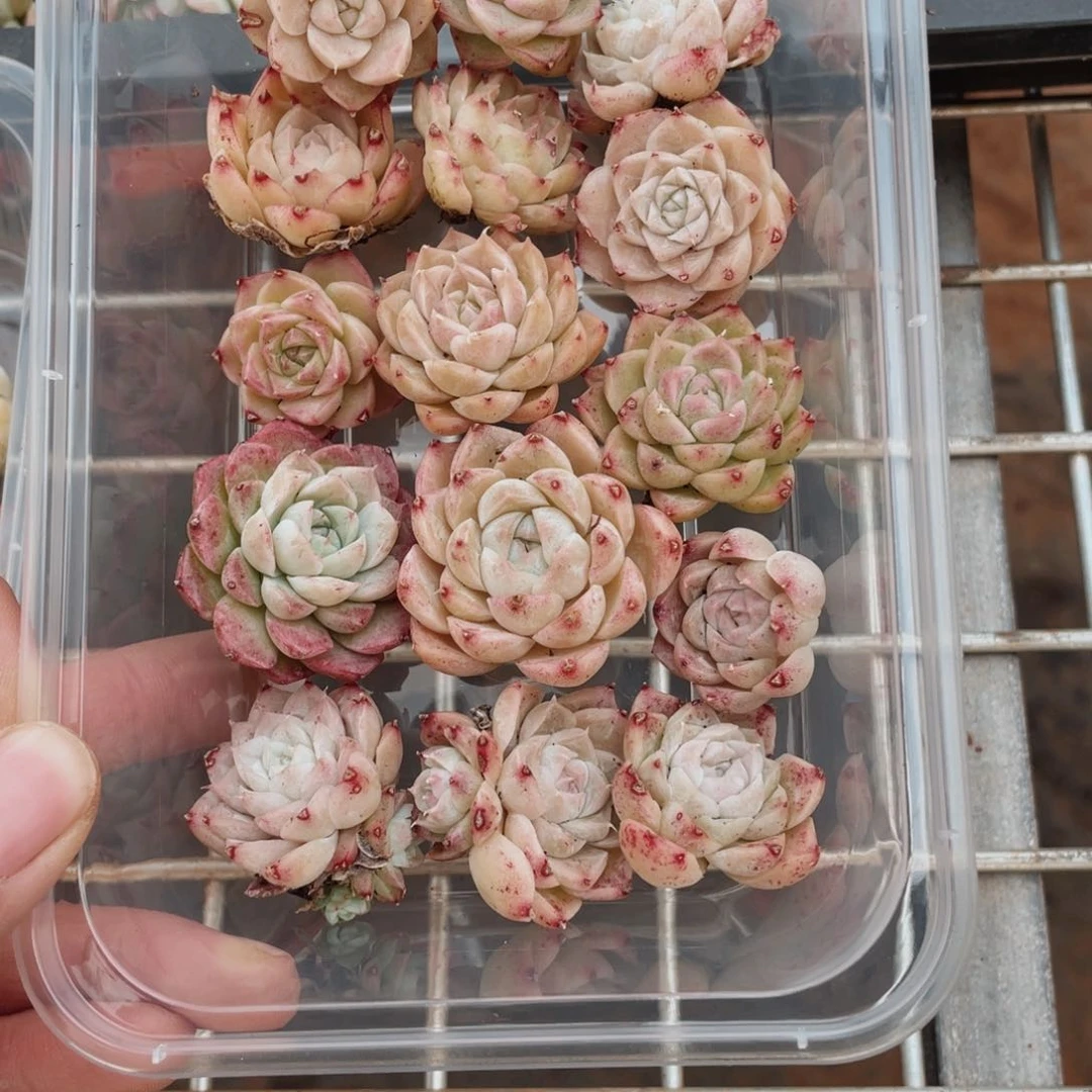 Z**g兔兔中央音乐学院02