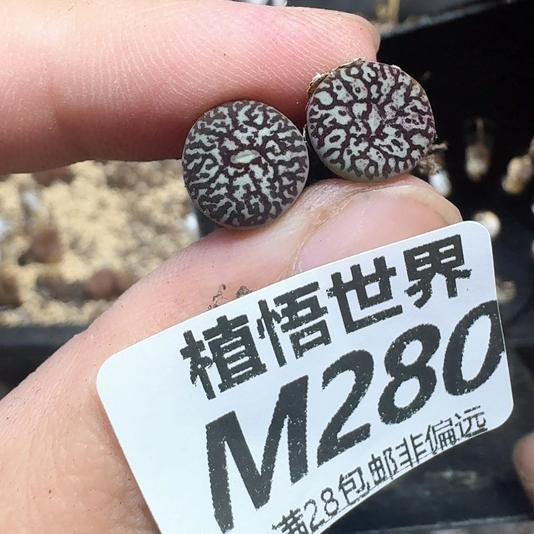 多肉植物的润泽hjn