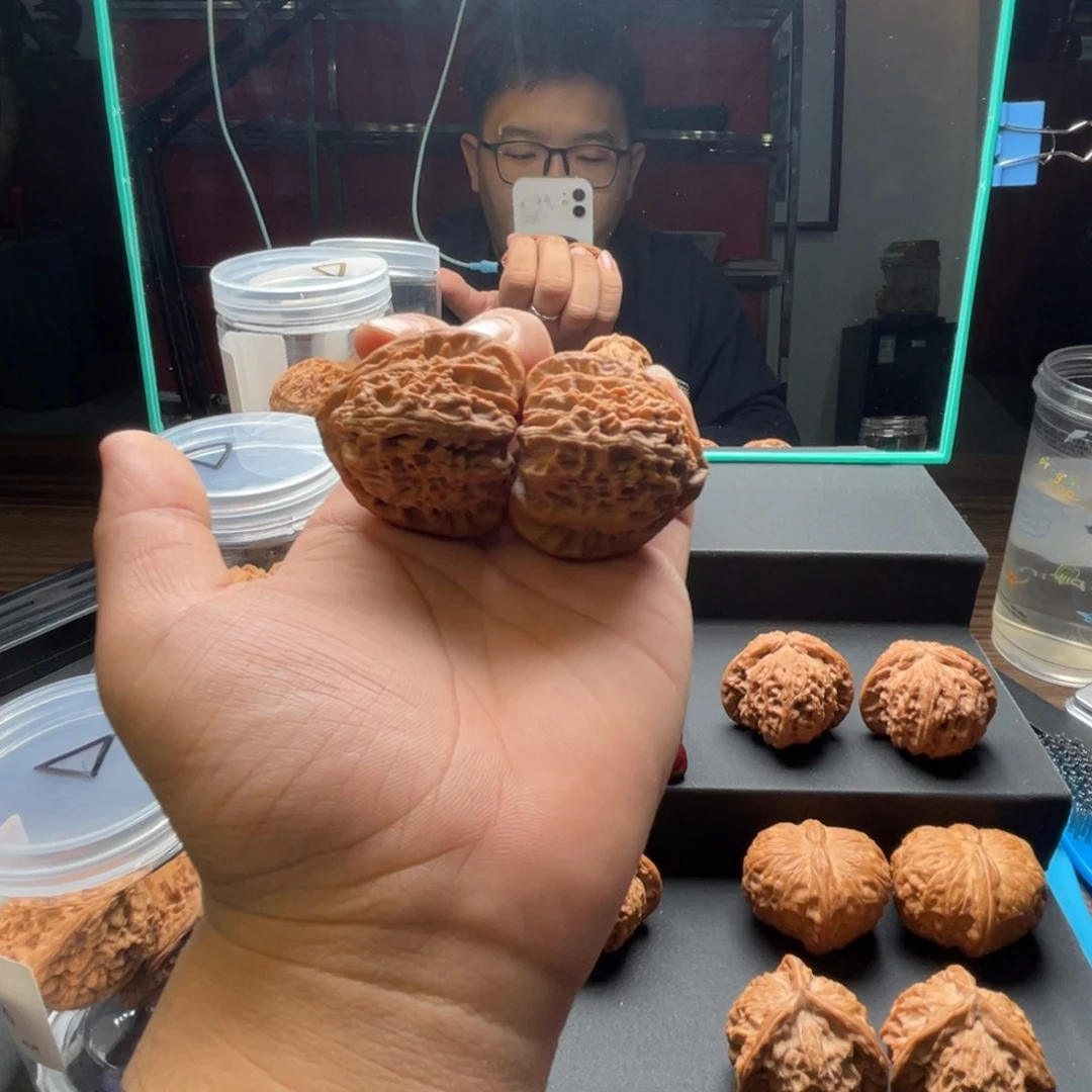 全品无修白狮子43➕尺