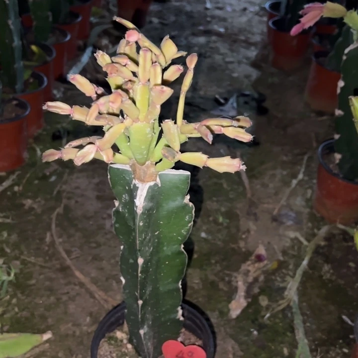 用***渡当前无花栽培后可以开花045  49