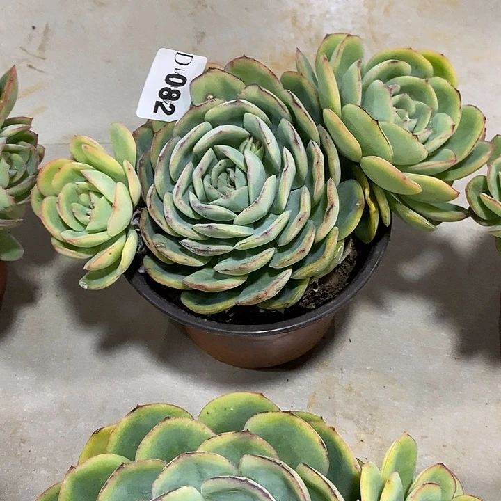 敏***咡082晨露多肉植物多肉