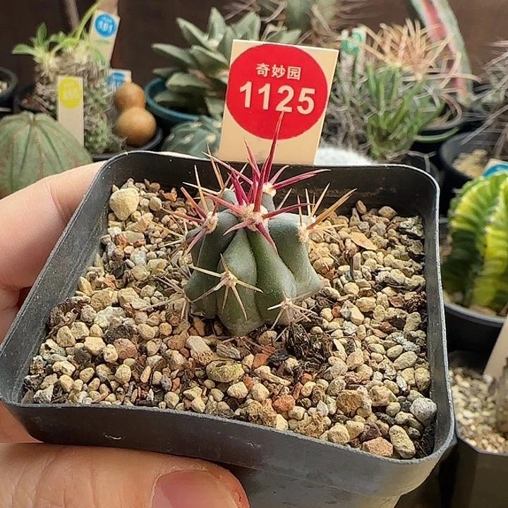 强刺伟冠一棵668877