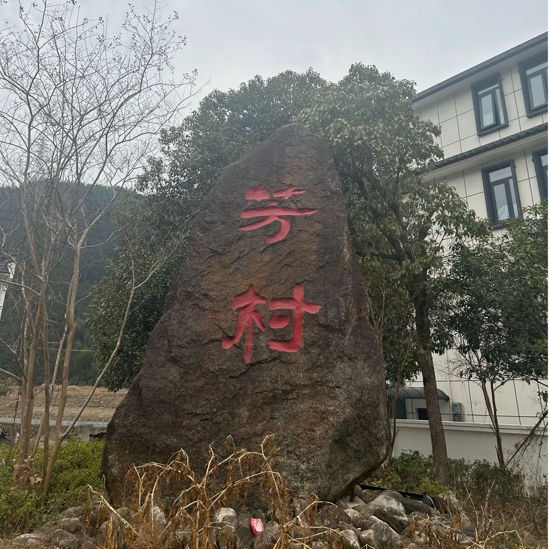 新茶【圭臬】黄山风景区南门汤口芳村群体种纯料毛峰
