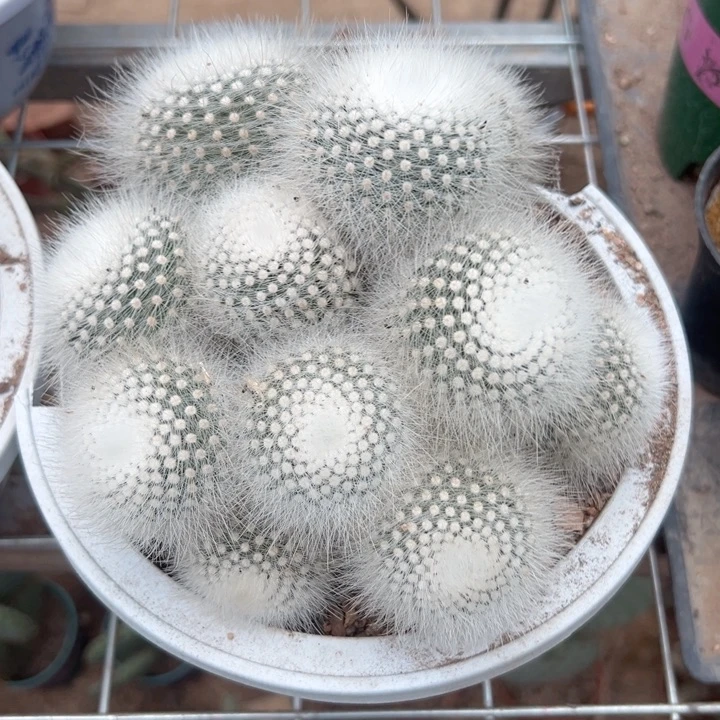 炎***夏恭喜发财。