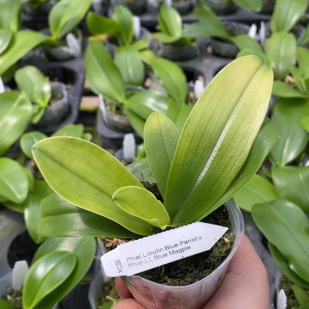 当前无花栽培后可以开花YC88，蓝鹦鹉交品