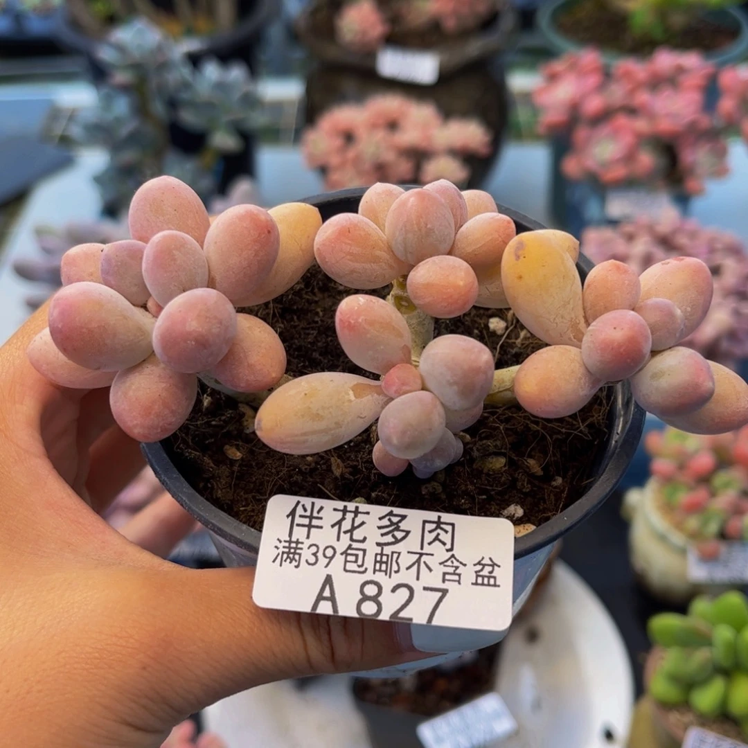 827-黄金香水手指奶酪多肉8cm