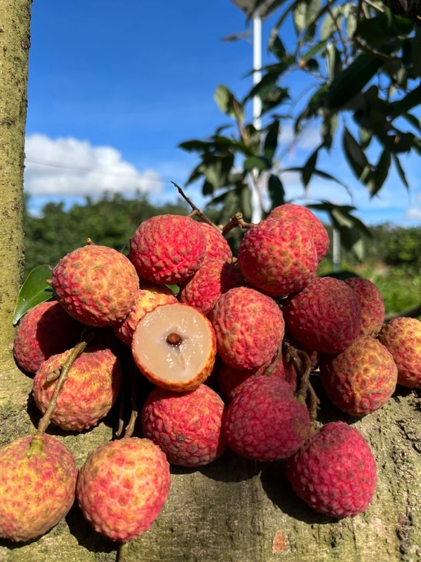 【顺丰冷链】茂名岭丰糯老树荔枝10斤装精品果不泡药不泡冰