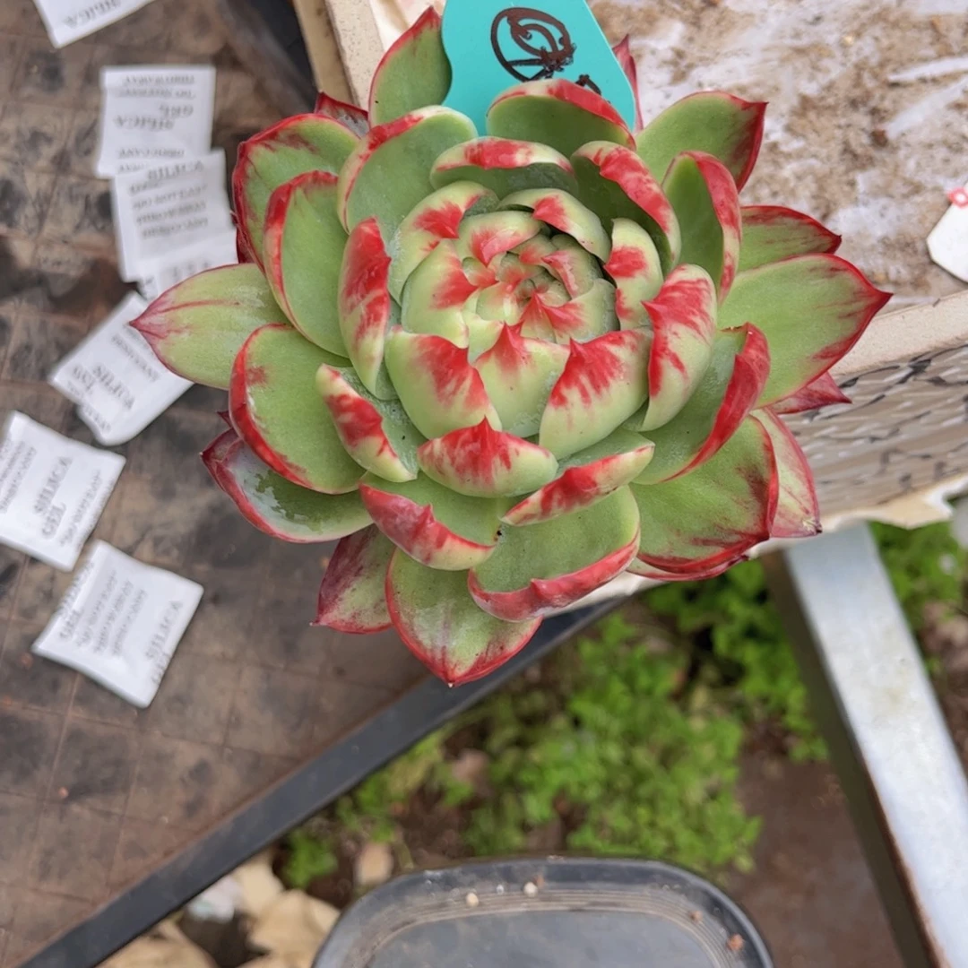 整***猫惊鸿仙子一物一拍