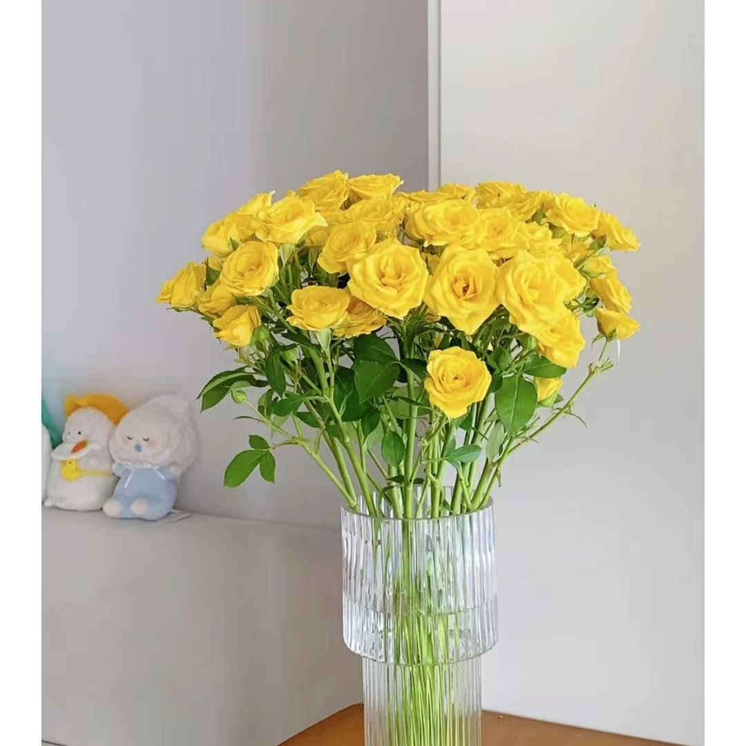 【A级黄玫瑰多头玫瑰】云南A级玫瑰70-75cm室内水养昆明直发