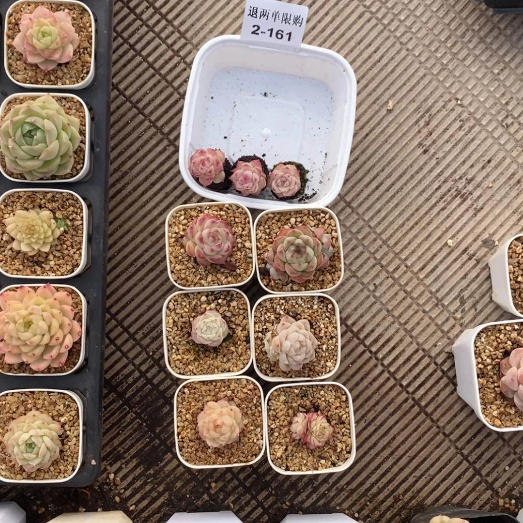 逆*逆2-161多肉多肉多肉多肉