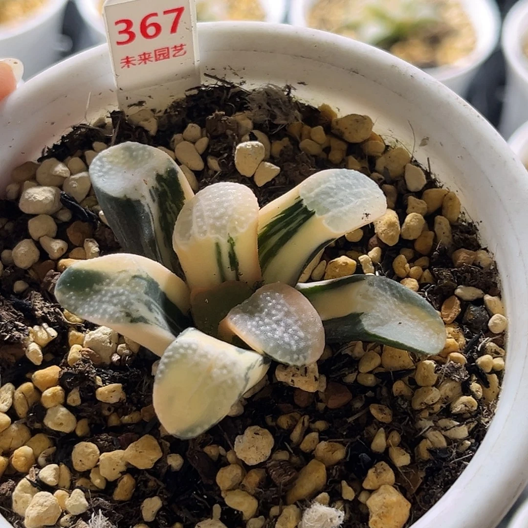 367糊斑点点寿锦福利