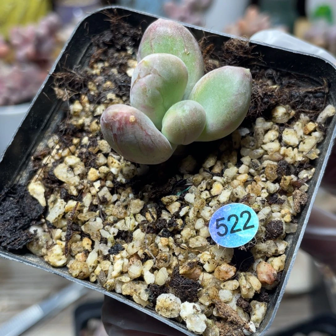 乌里韦亚多肉植物