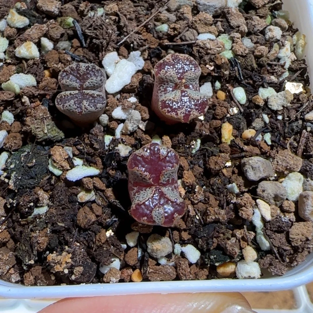 肉锥多肉植物组合-蝴蝶一盆838