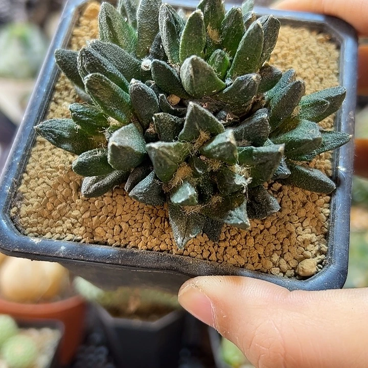 91号自根龙角牡丹群根芽