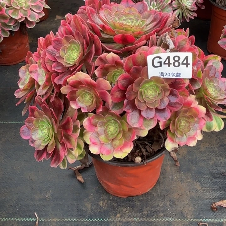 瑞妈，，。。。。。484雨荷，