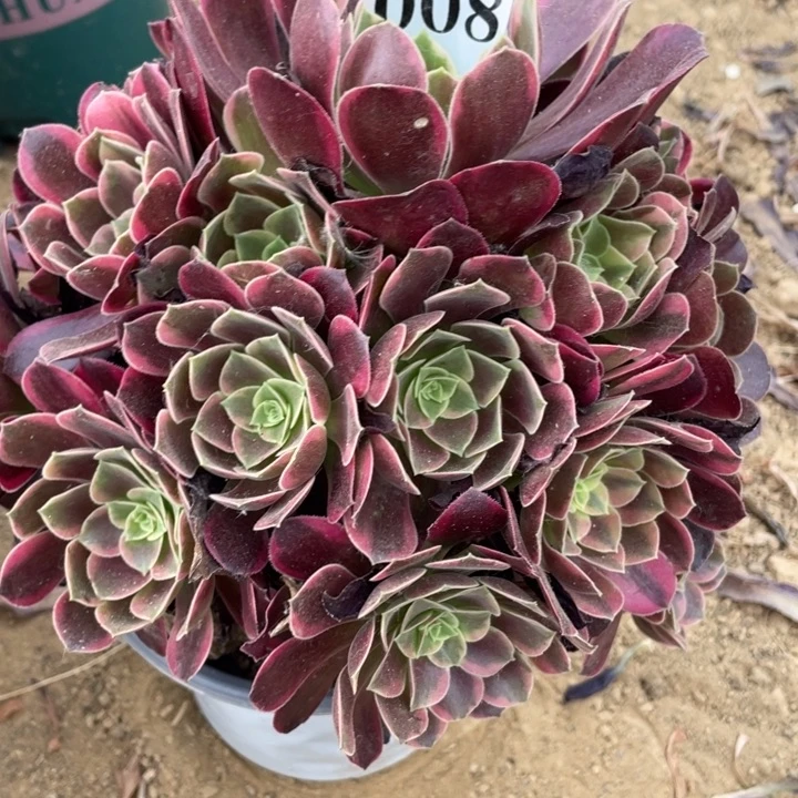 无花朵008多肉金丝雀