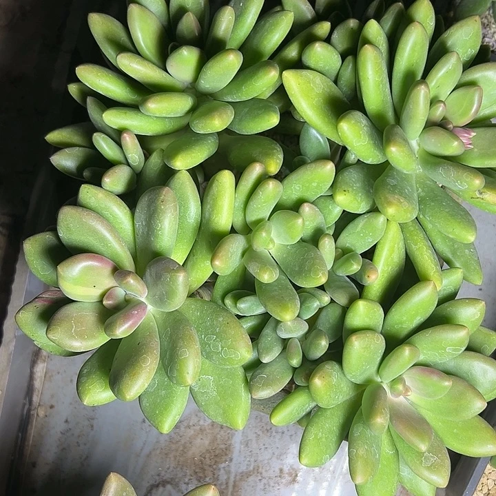 芒果奶群生多头多肉