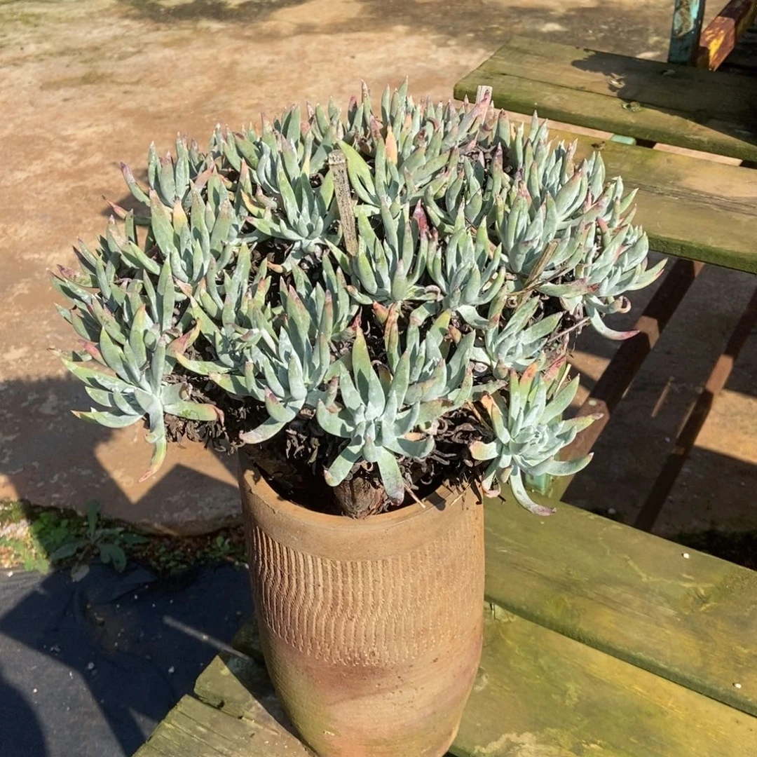 艾瑞斯多肉植物啦啦啦