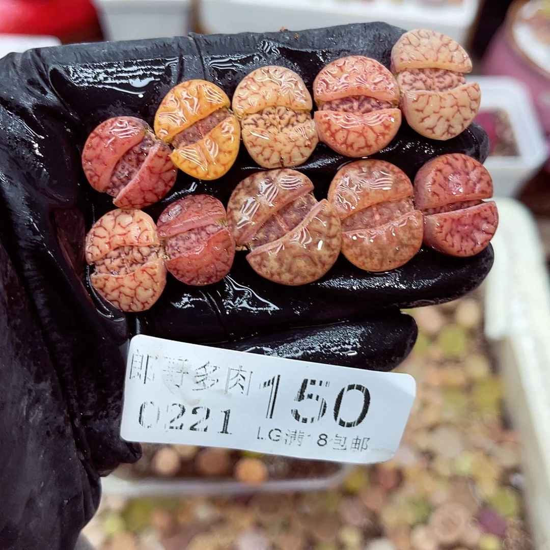 生石花满18包邮21-150