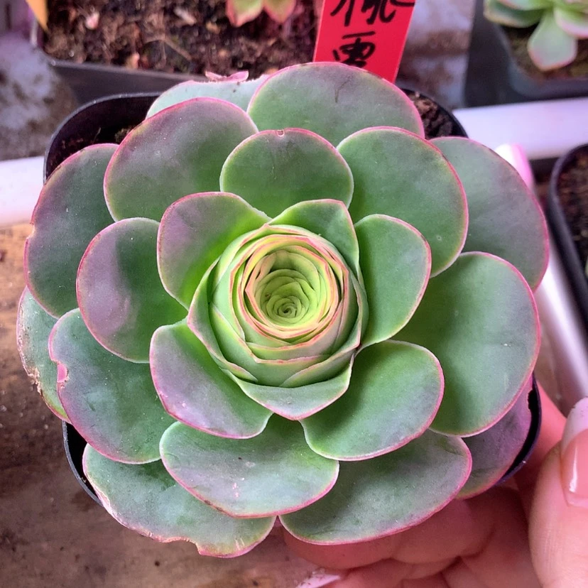 【闪购商品】桃雾088