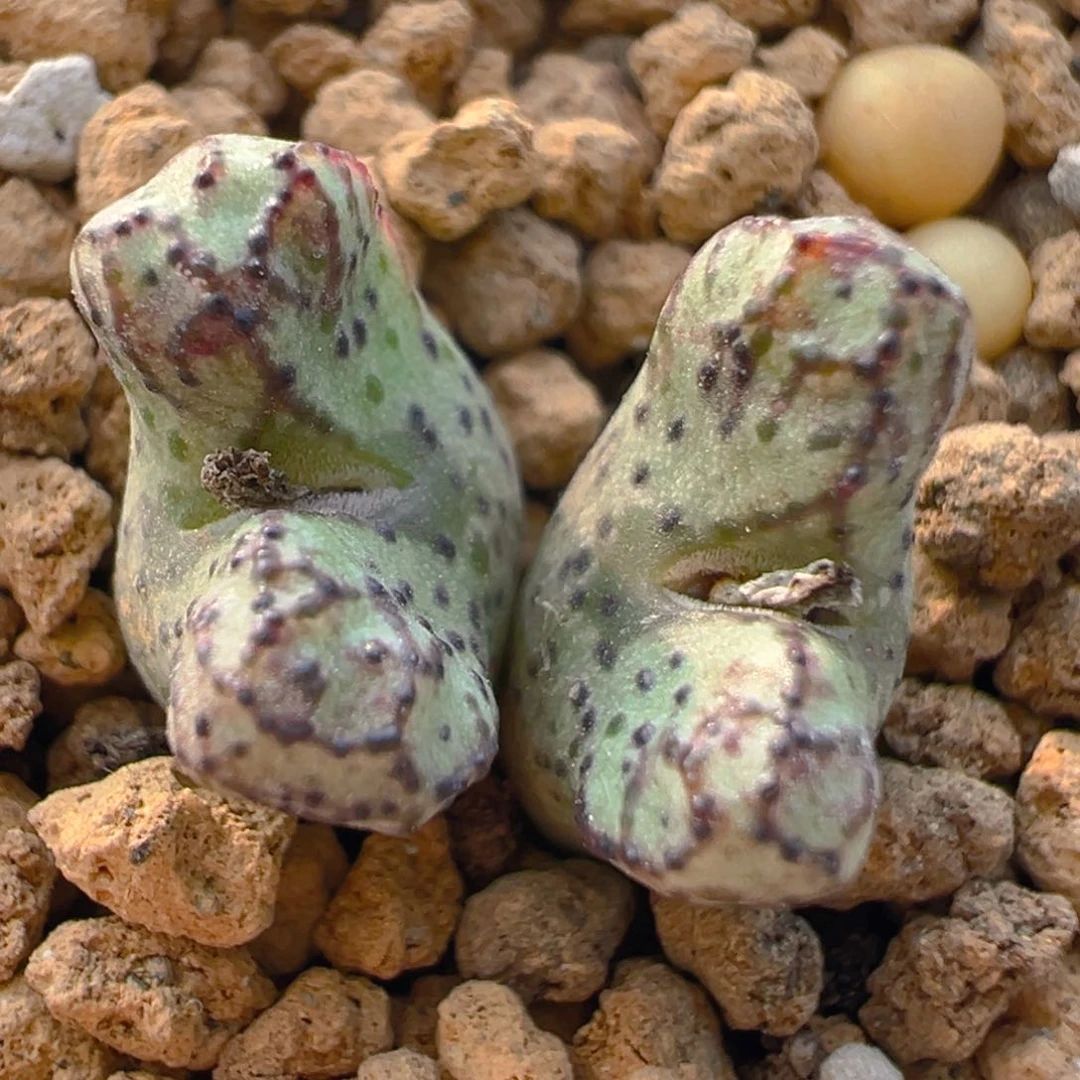 40多肉植物百科大春船