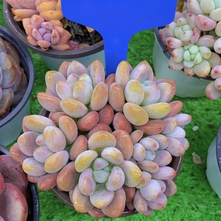 霜**年多肉植物，开心多肉