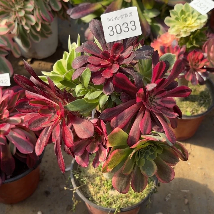 七彩树多肉法师3033