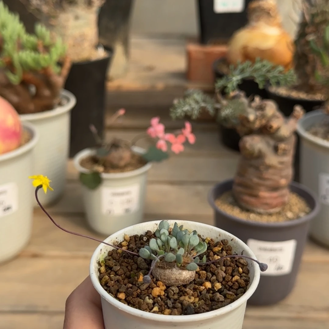 106圆叶格加满50包邮