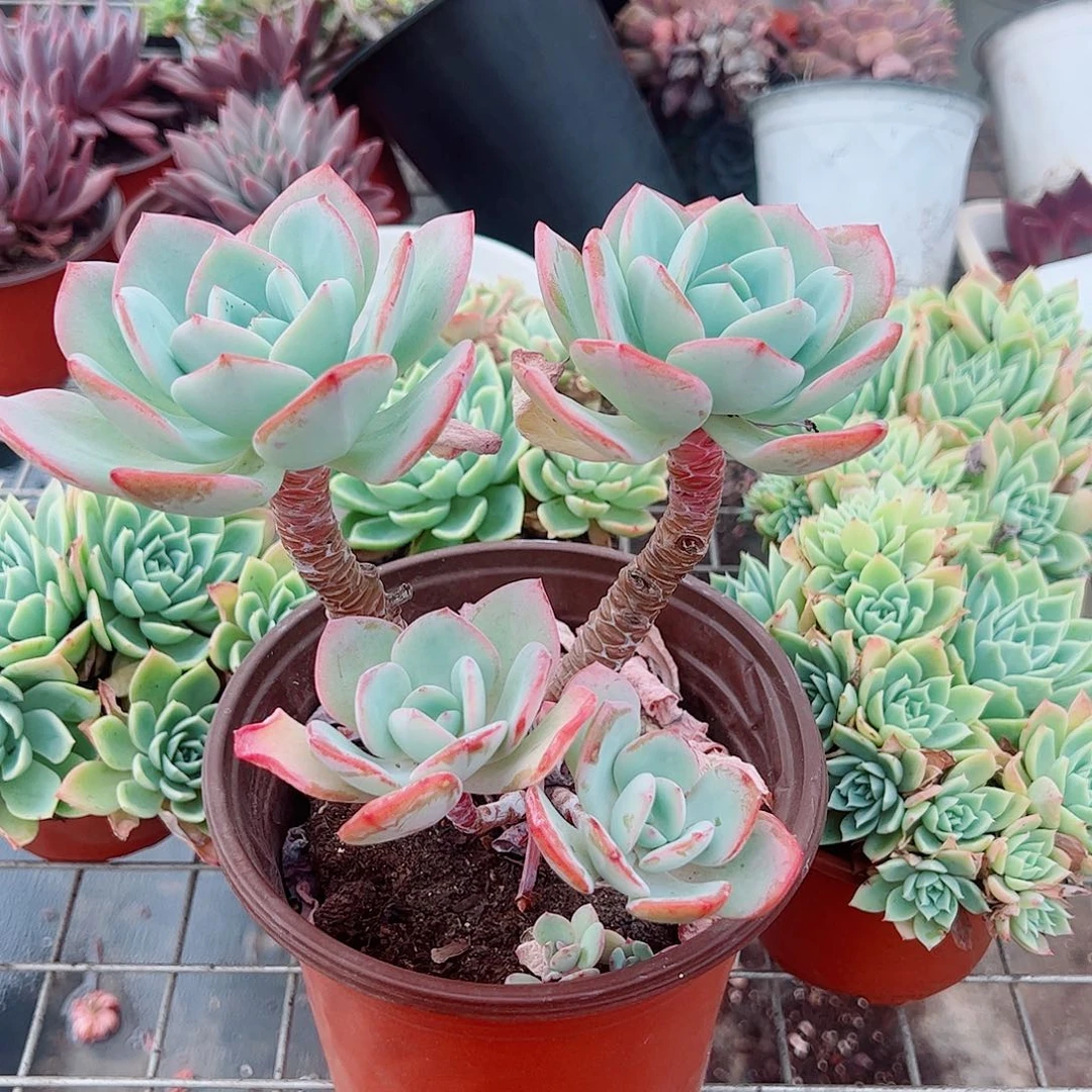 白月光多头群生老桩特价